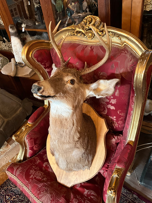 Vintage deer head taxidermy