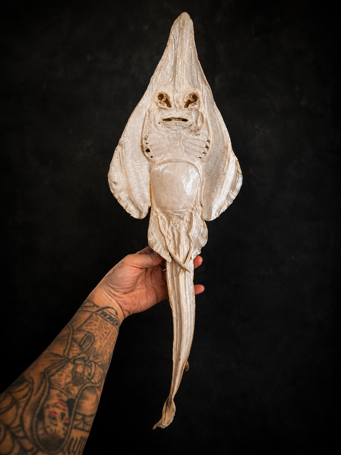 Dried & epoxy stingray