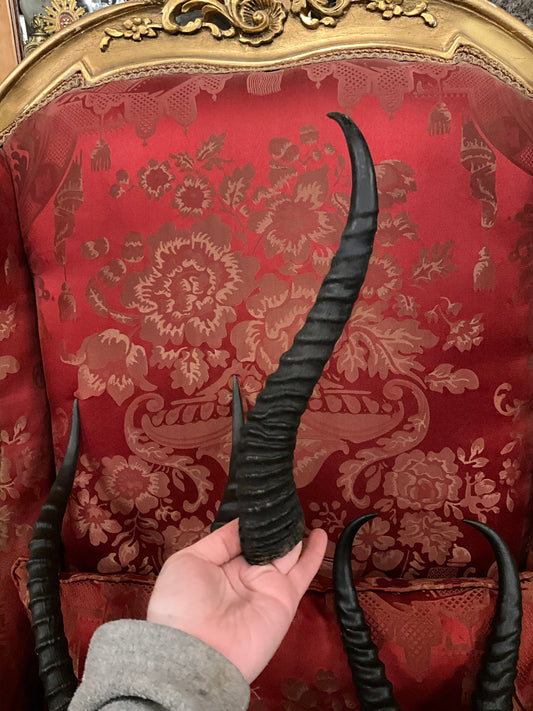 Springbok horn