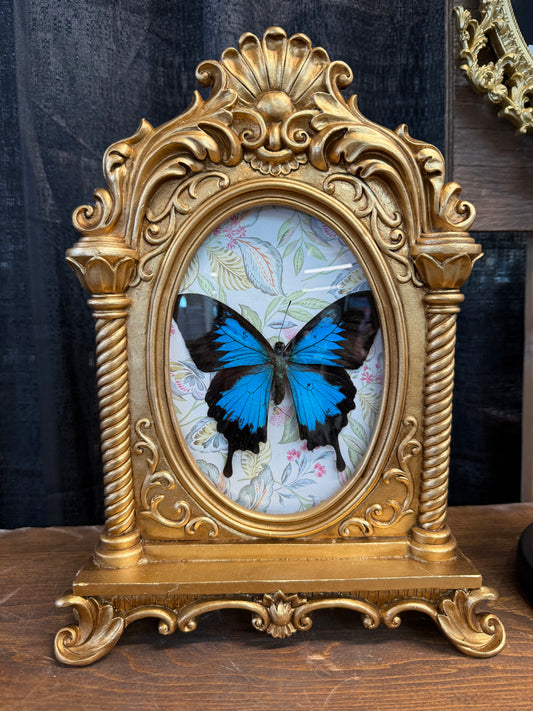 Ulysse butterfly standing frame