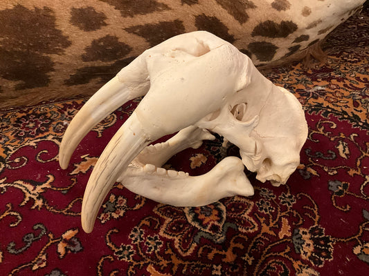 Walrus skull