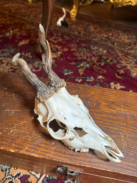 Atypical roe deer skull