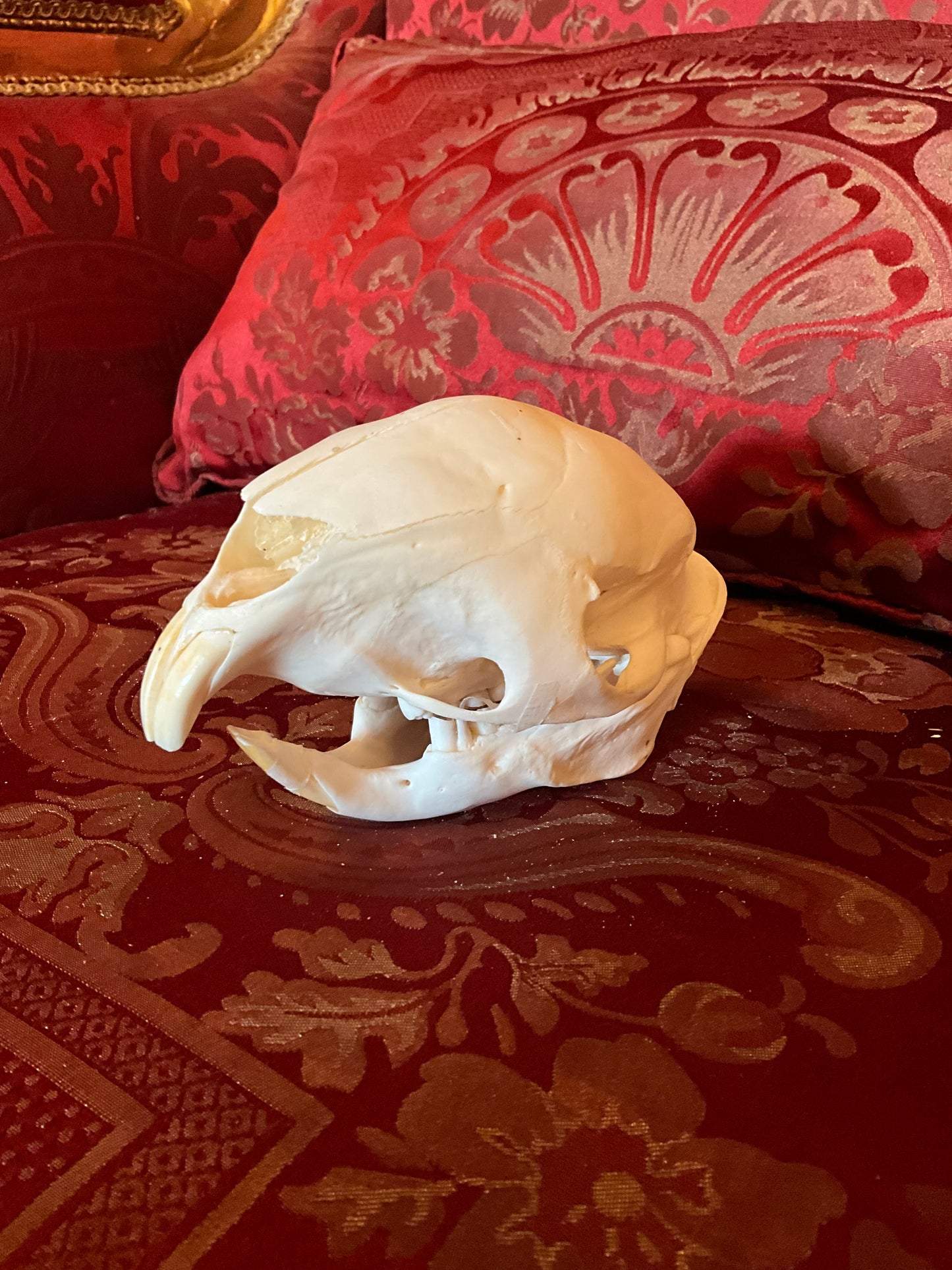 African porcupine skull