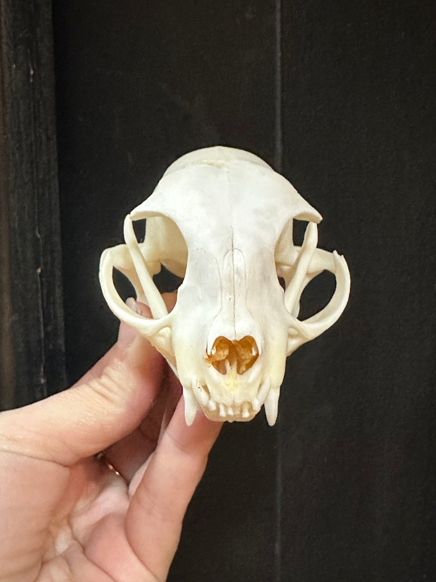 Cat skull