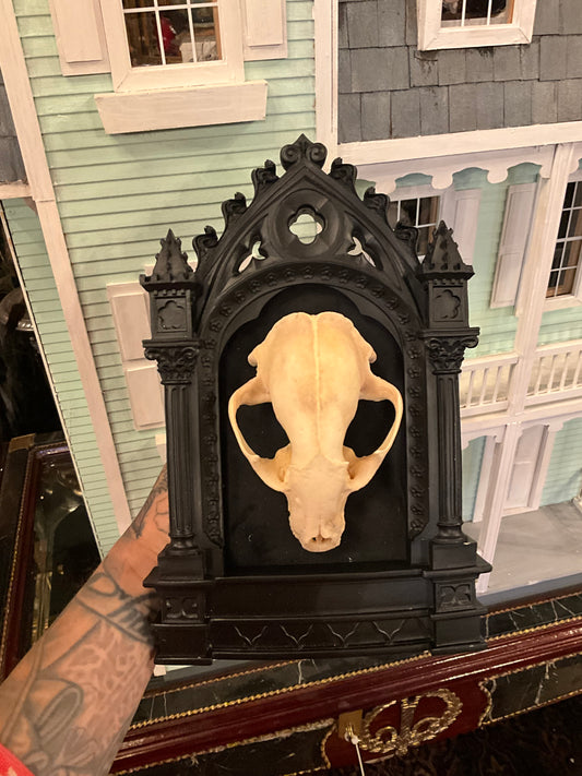 Raccoon skull frame