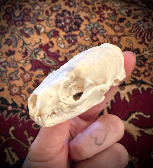 Marten skull