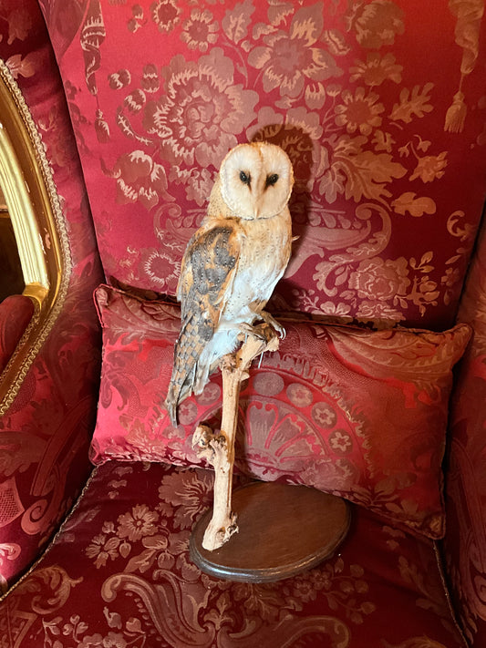 Barn Owl taxidermy