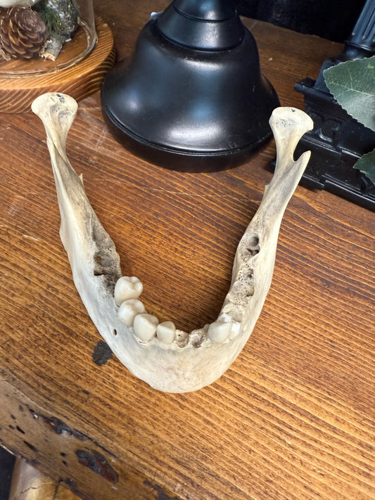 Real médical human jawbone