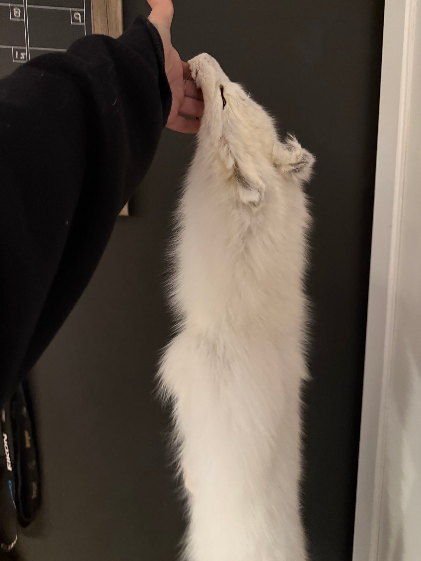 Mountable Artic fox pelt