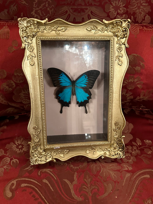 Papillo Ulysse butterfly in nice display box