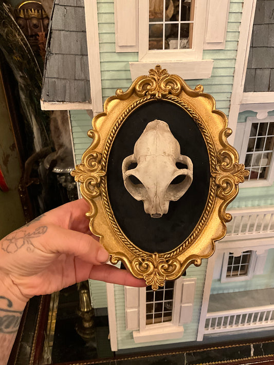 Replica cat skull on a frame