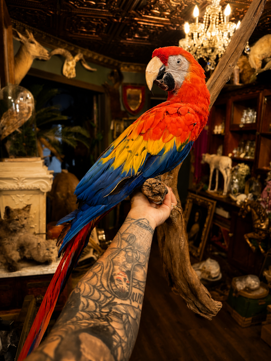 Taxidermy Ara parrot