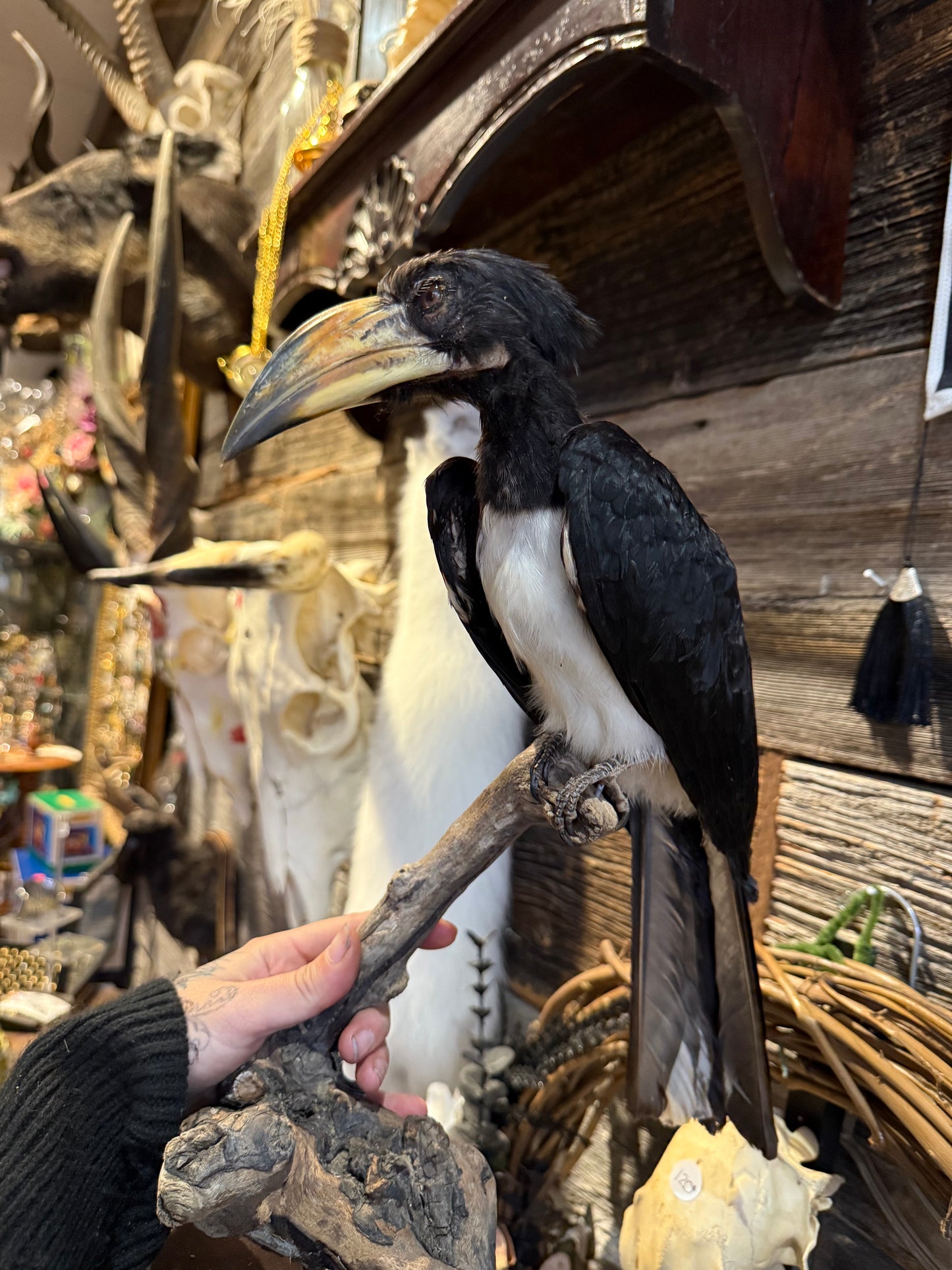 Taxidermy hornbill
