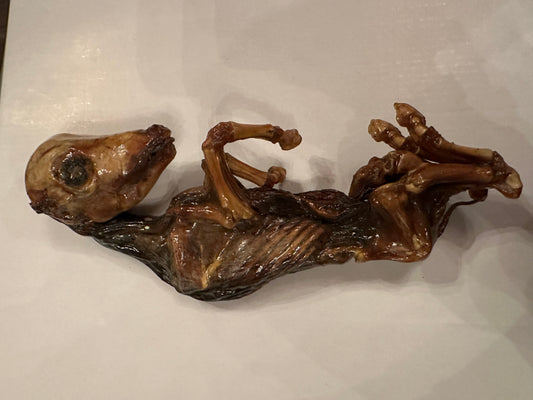 Large fetal bull preserved