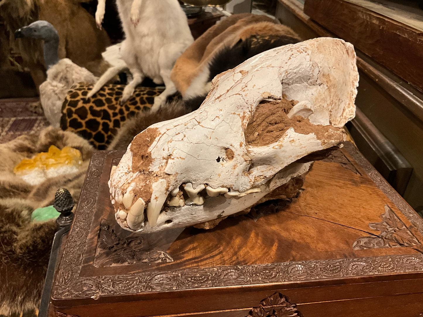 Fossilised hyena skull