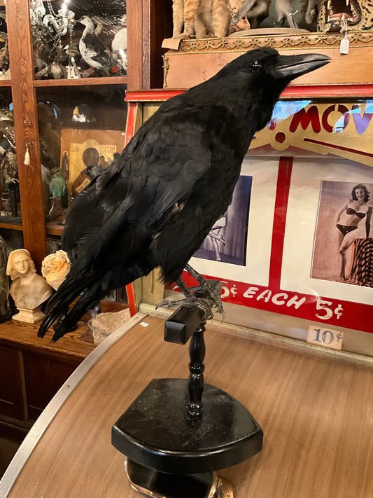 Taxidermy crow