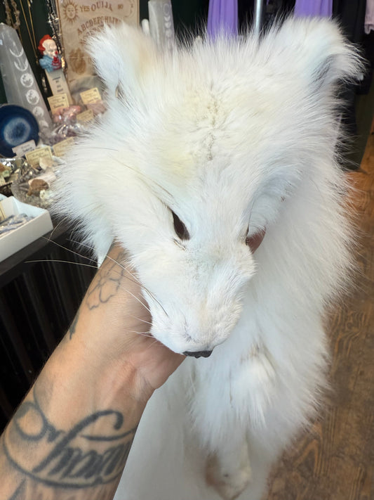 Artic fox pelt