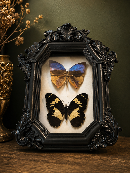Butterflies in shadow box