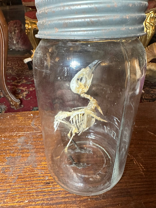 Bird skeleton in antique jar