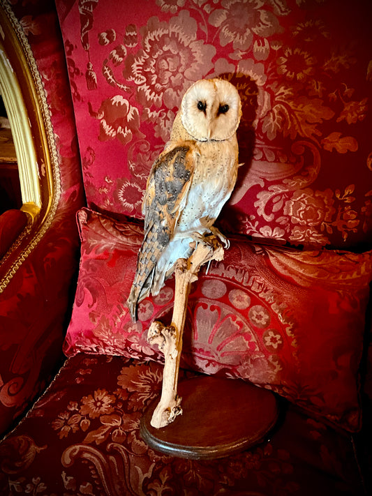 Barn Owl taxidermy