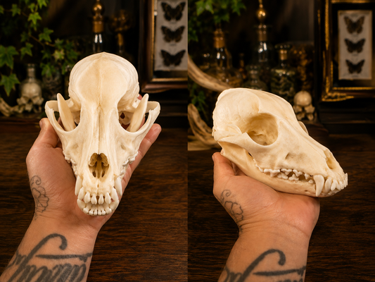 Dog skull #1