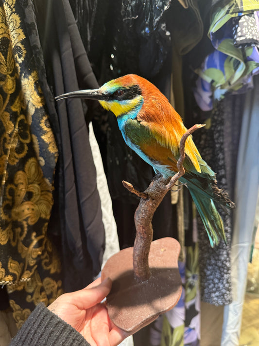 Bea eater Taxidermy Bird