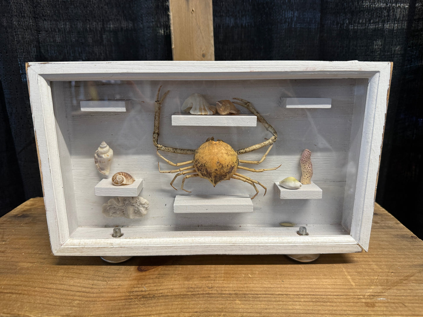 Crabs & Shell display