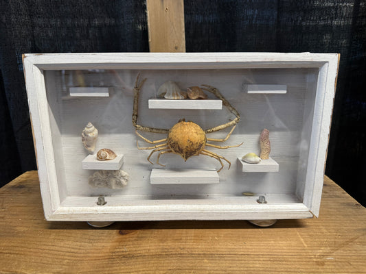 Crabs & Shell display