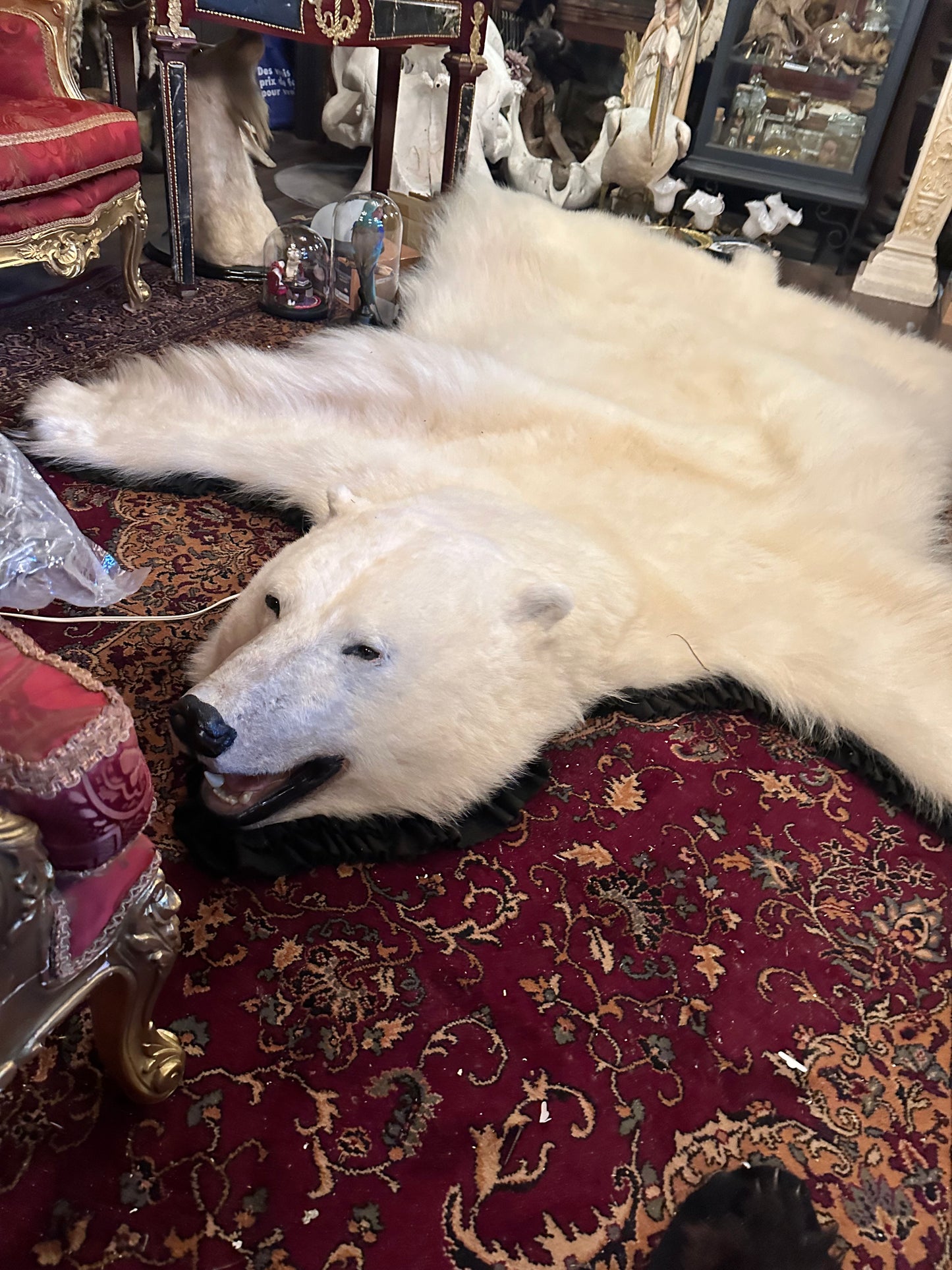 Full X-Large NEW polar bear rug