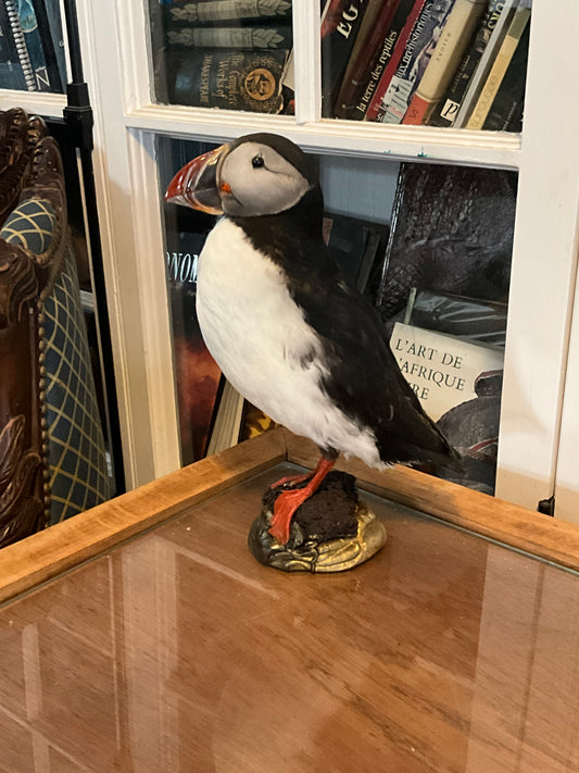 Puffin taxidermy bird