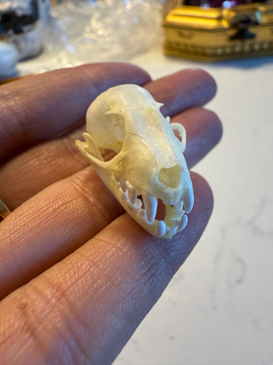 Bat skull