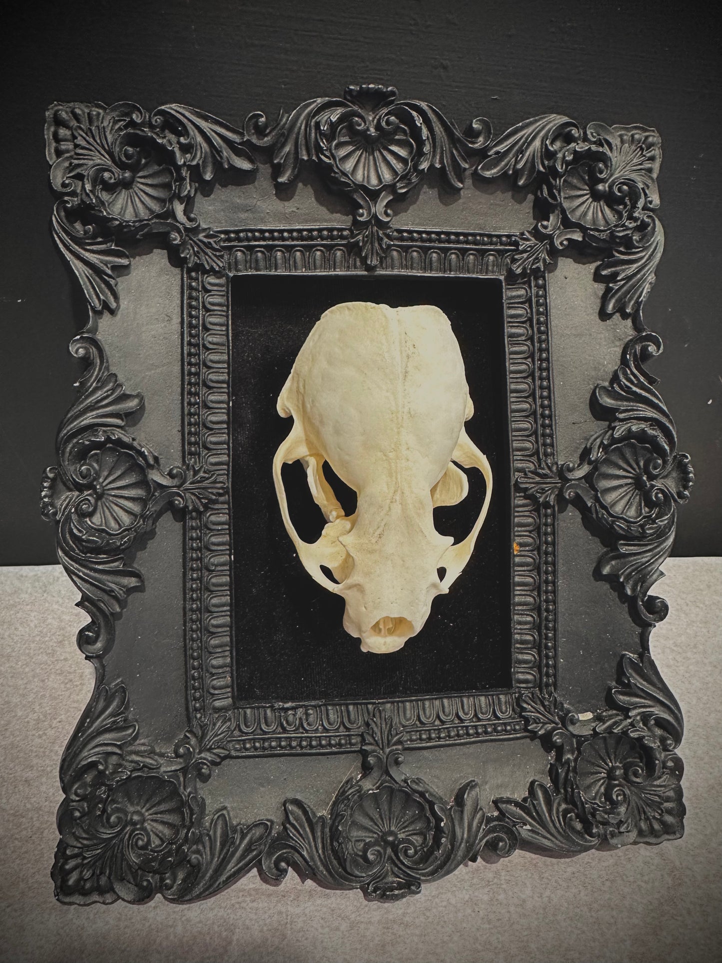 Otter skull frame