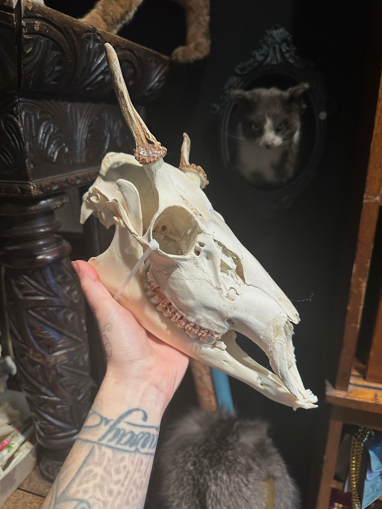 Deer skull with mandible