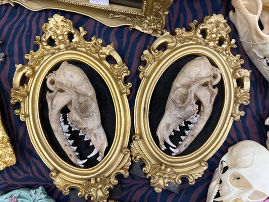 Fox skull pair of frame