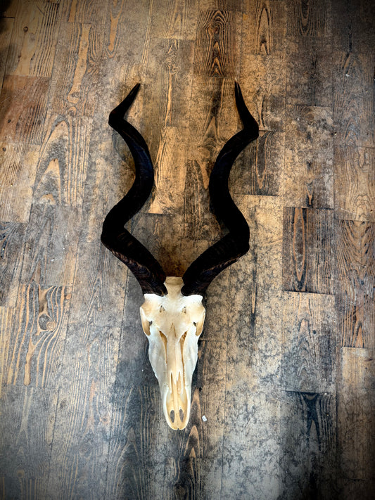 Kudu skull