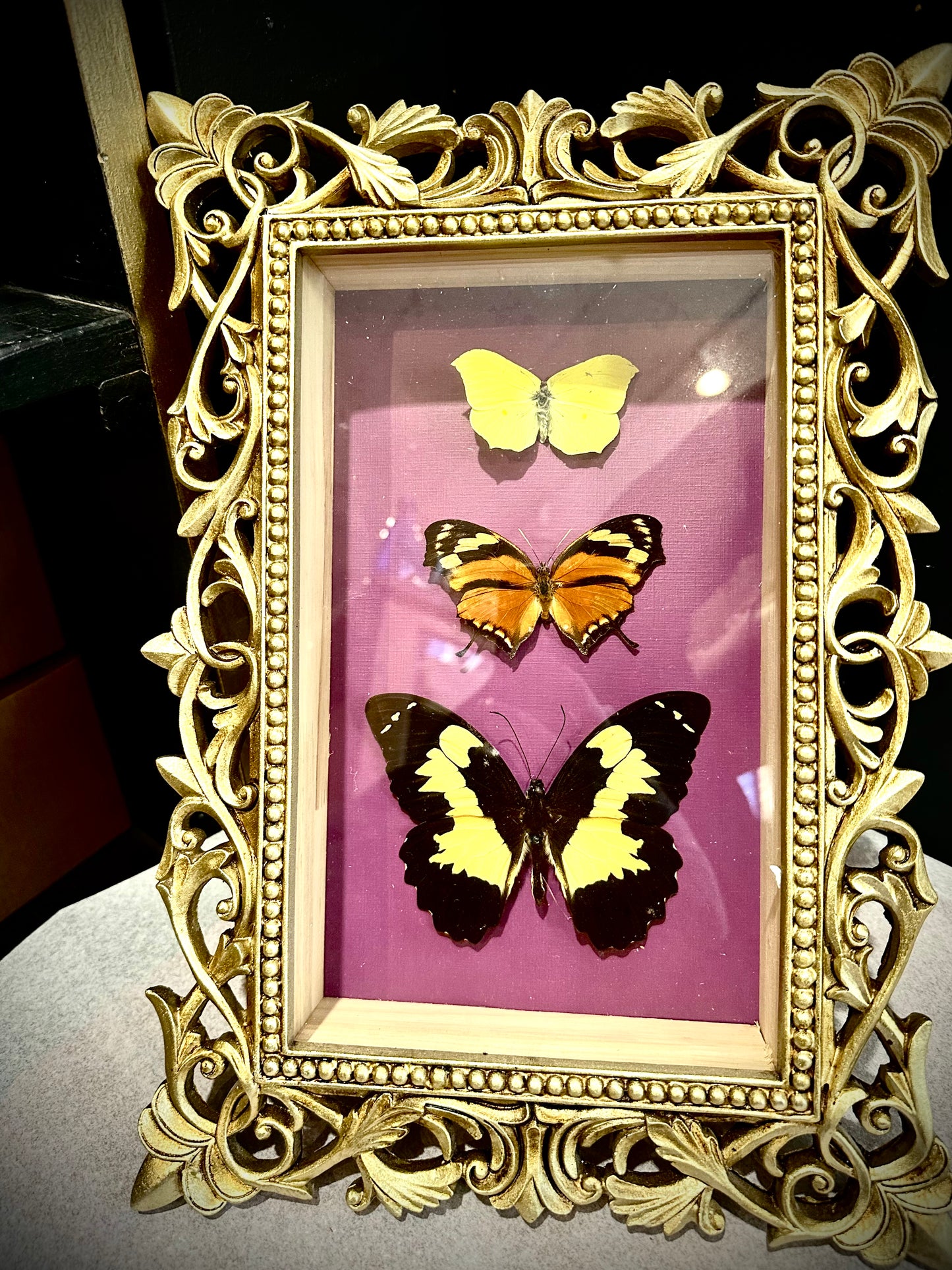 Butterflies shadow box