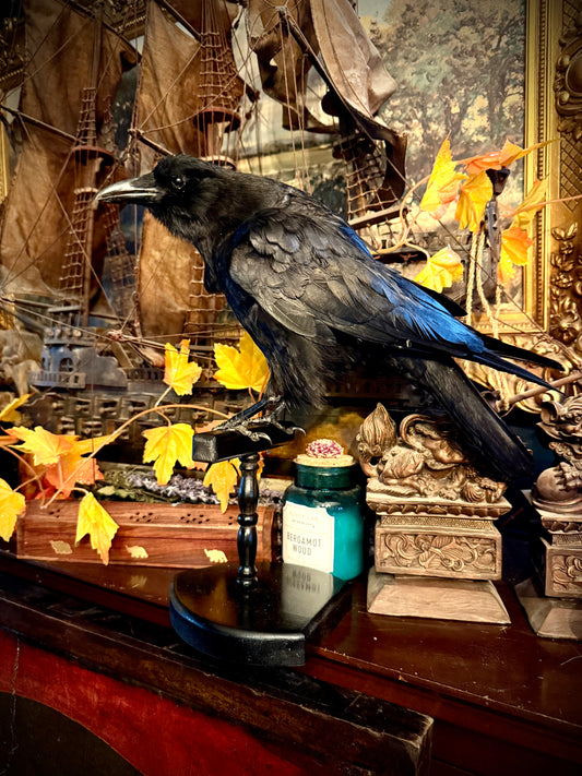 Taxidermy crow
