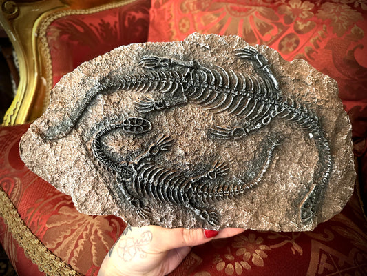 Keichousaurus skeleton resin plate