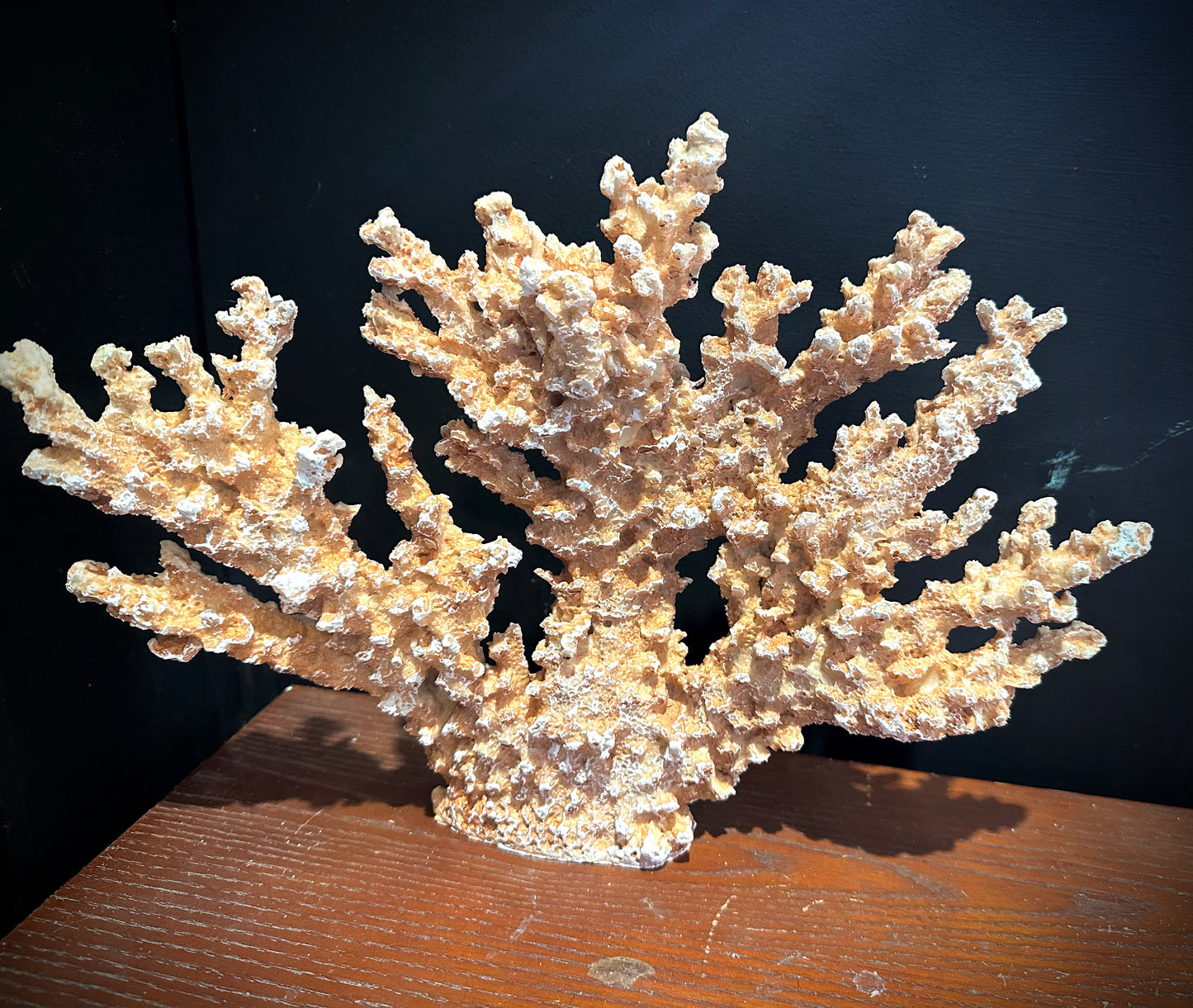 Large resin coral branch