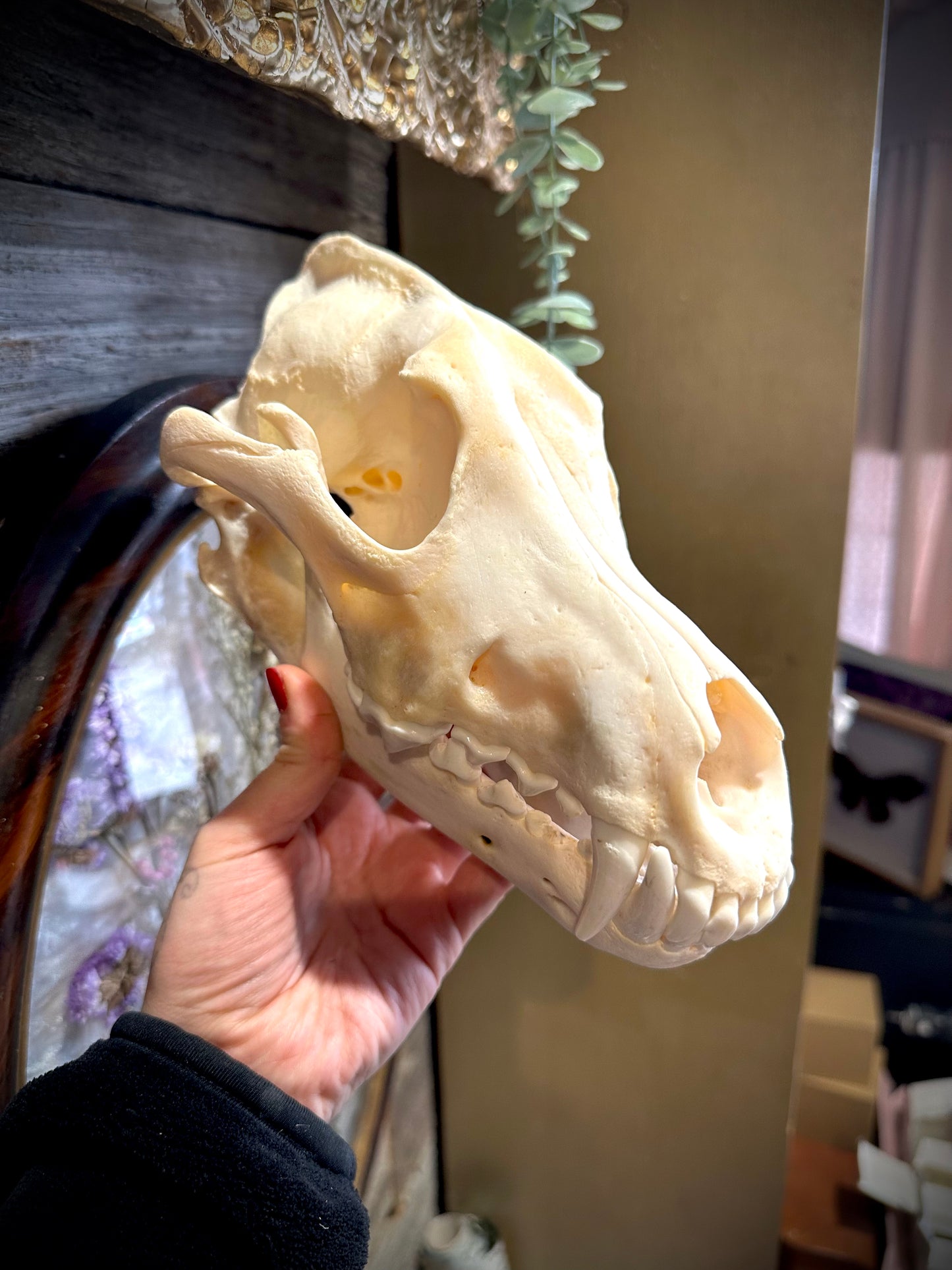 Artic Wolf skull