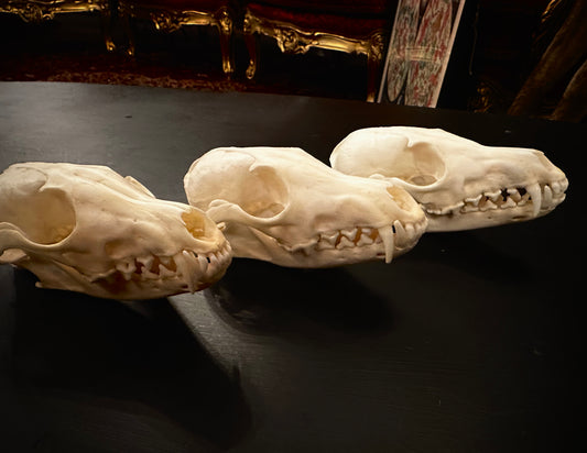 Fox skull
