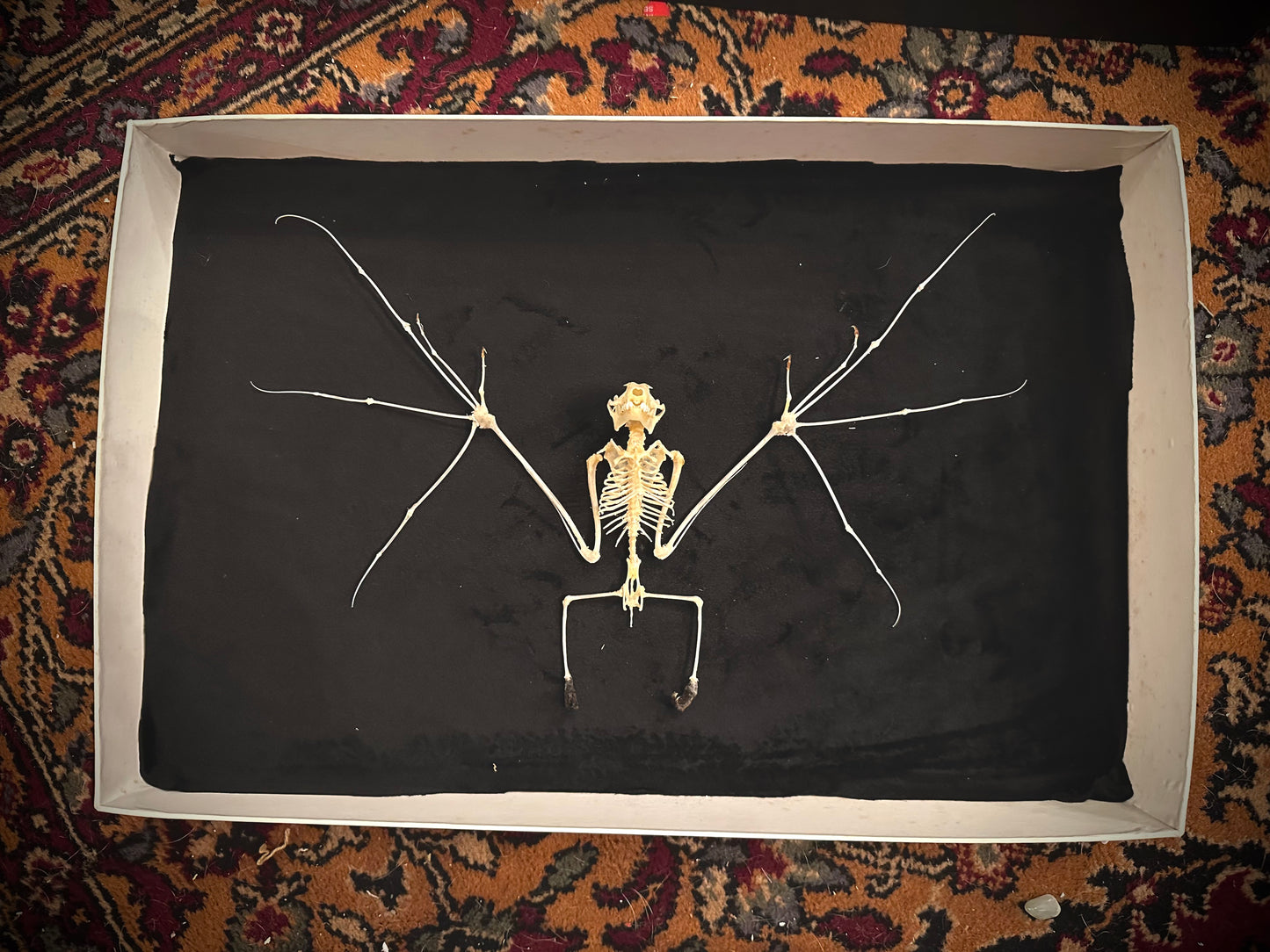 Bat skeleton glass case