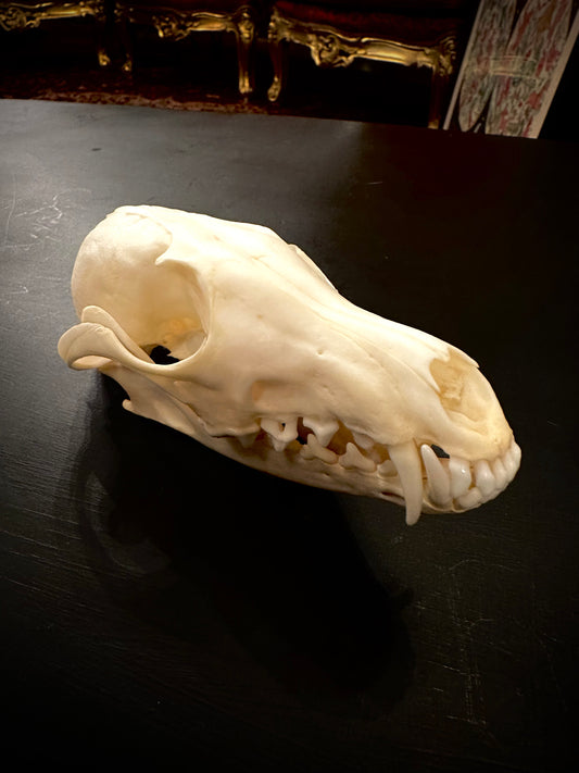 Fox skull