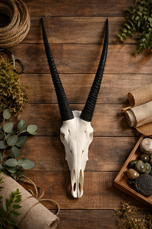 Oryx skull 5ft