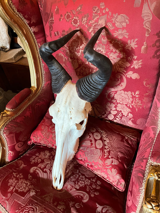 Liechtenstein hartebeest scull