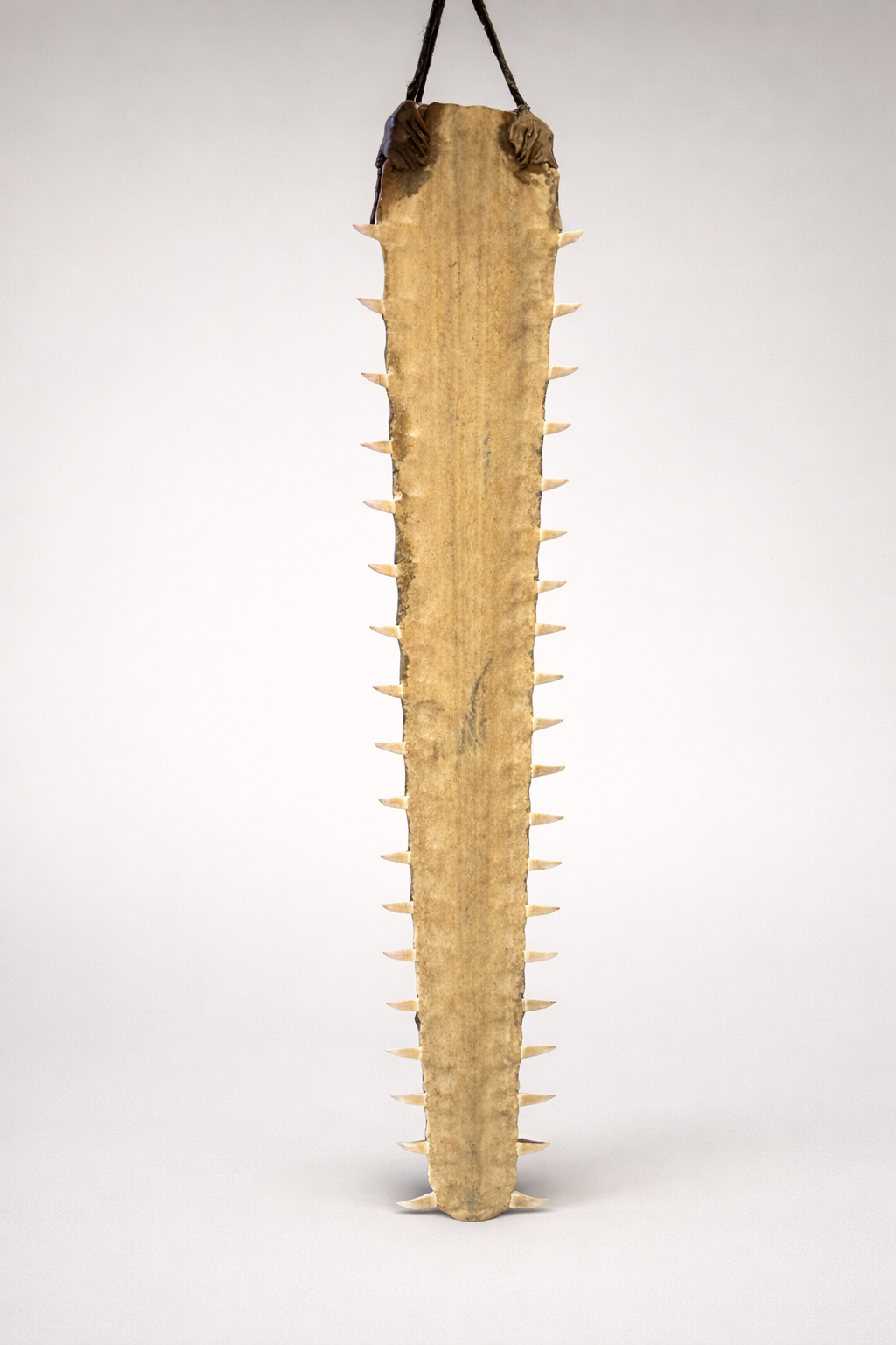 Sawfish rostrum
