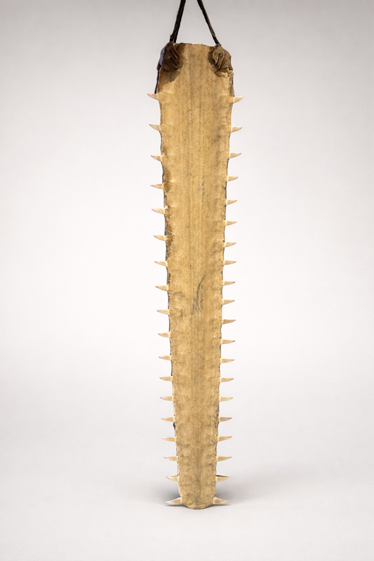 Sawfish rostrum