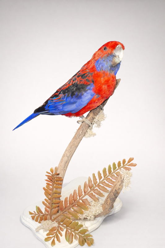 Omnicolor parakeet taxidermy