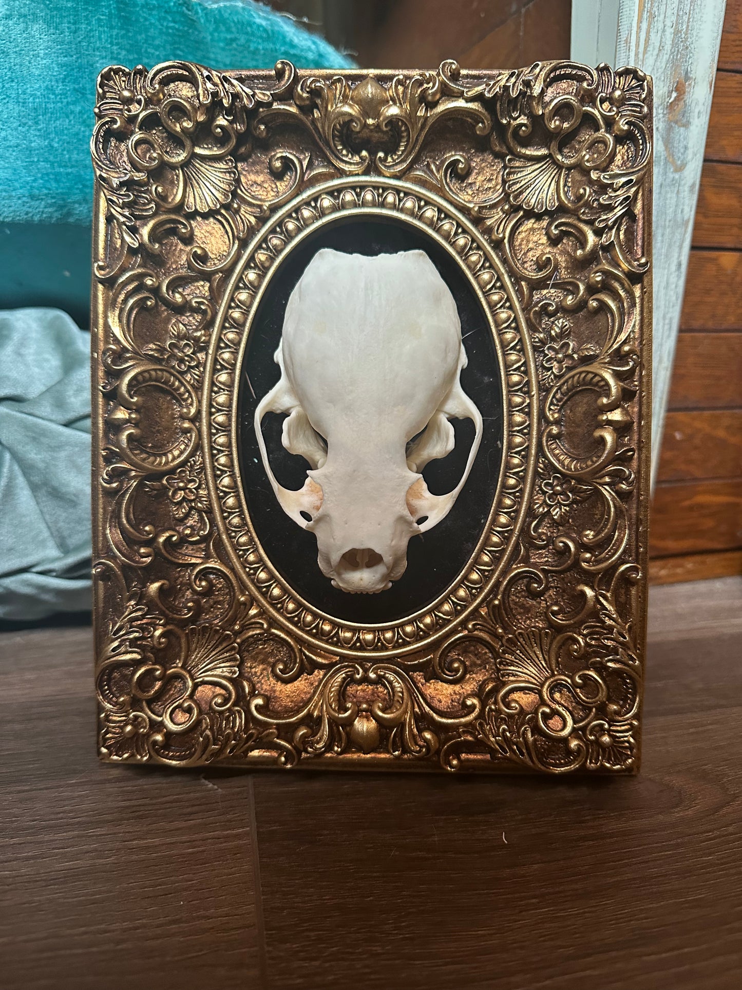 Otter skull framed