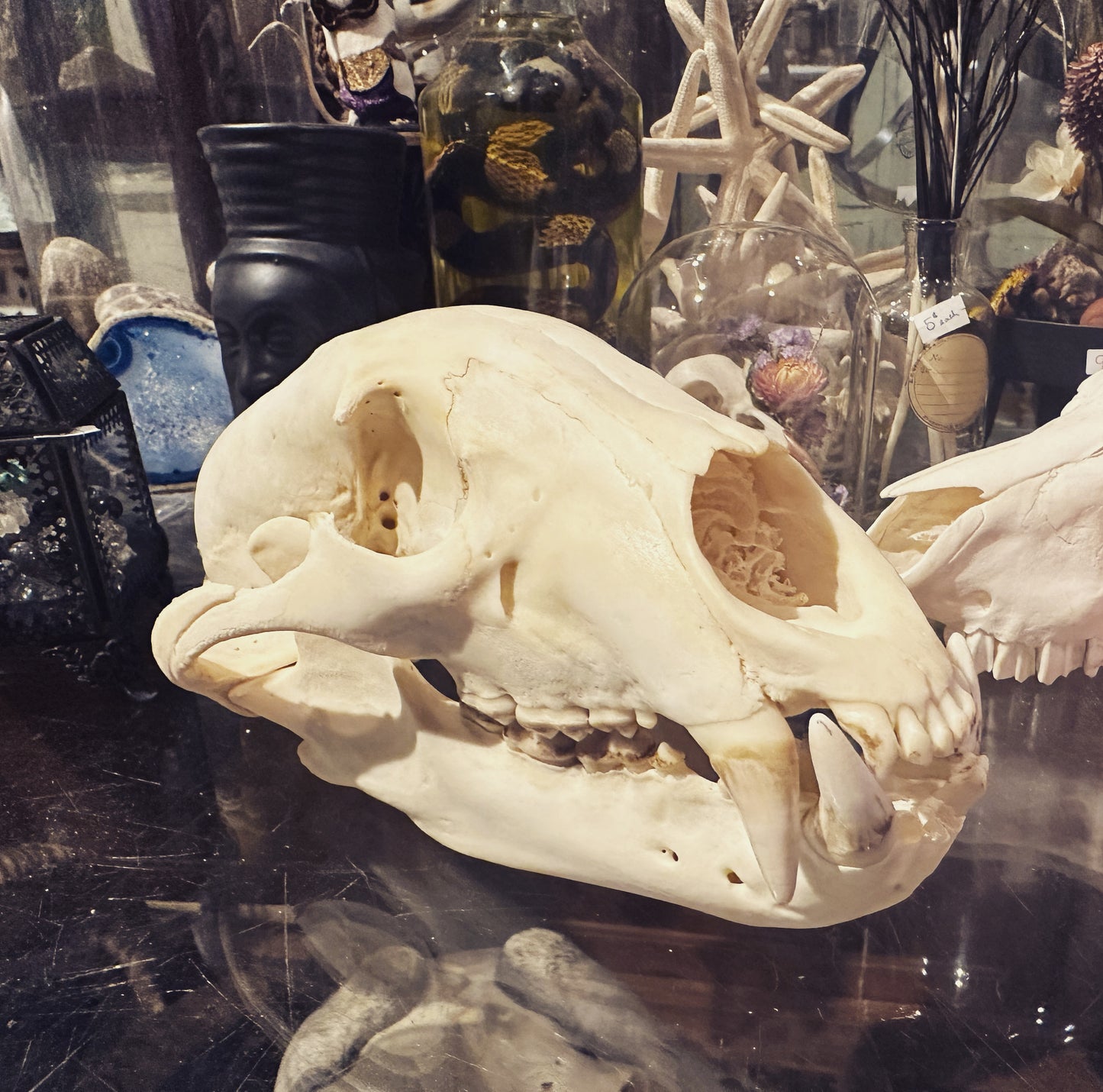 Black bear skull complete